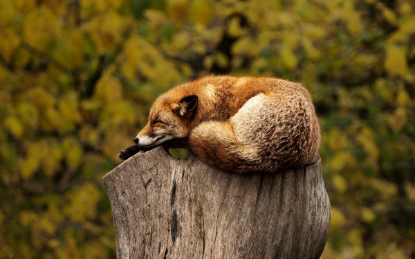 A fox sleeping on a tree stump in front of a forest landscape.