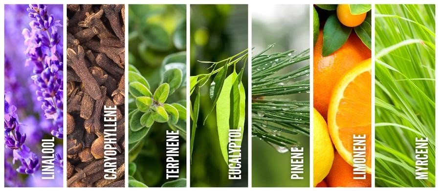 How are terpenes made? | What are terpenes made of?