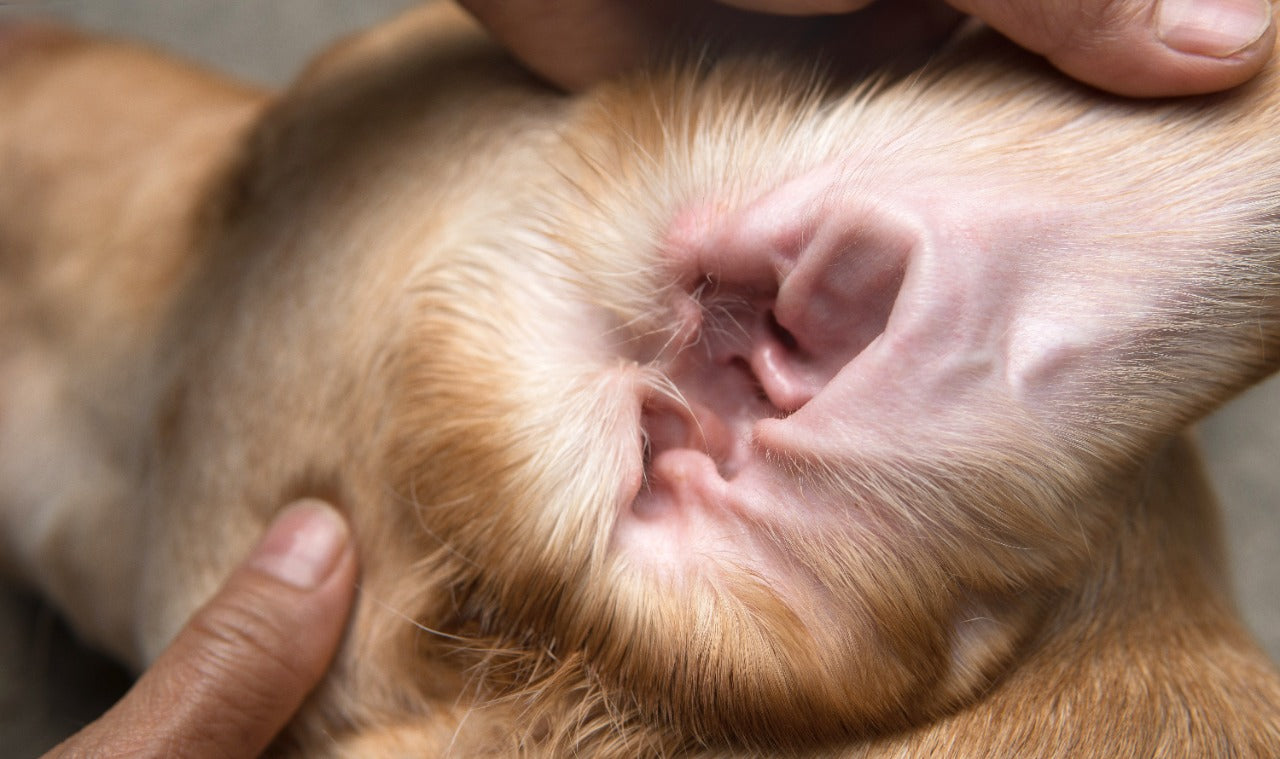 how do you clean chihuahua ears