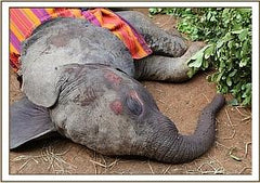 Sponsored Elephant (Baby Rapa)