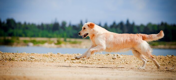 extend joint relief for dogs