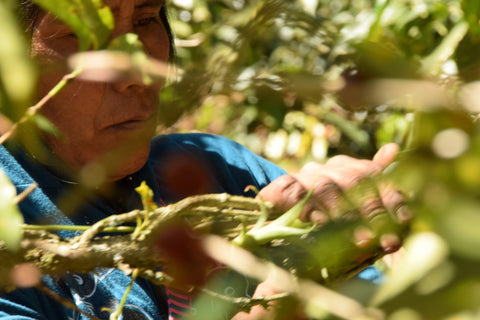 Image of an older woman picking coffee cherries.