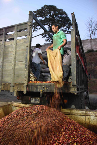 Image of a man emptying coffee cherries from a sack onto a large pile of cherries. 