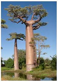 Baobab Tree-Tree of Life