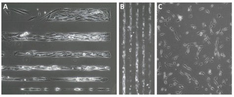 4dcell collaboration smooth muscle cells