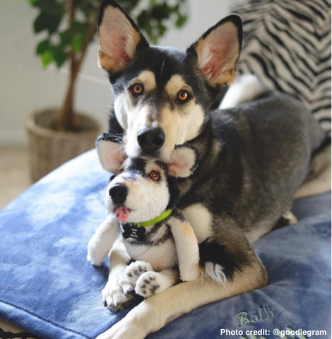 Husky Stuffed Animal Plush Dog