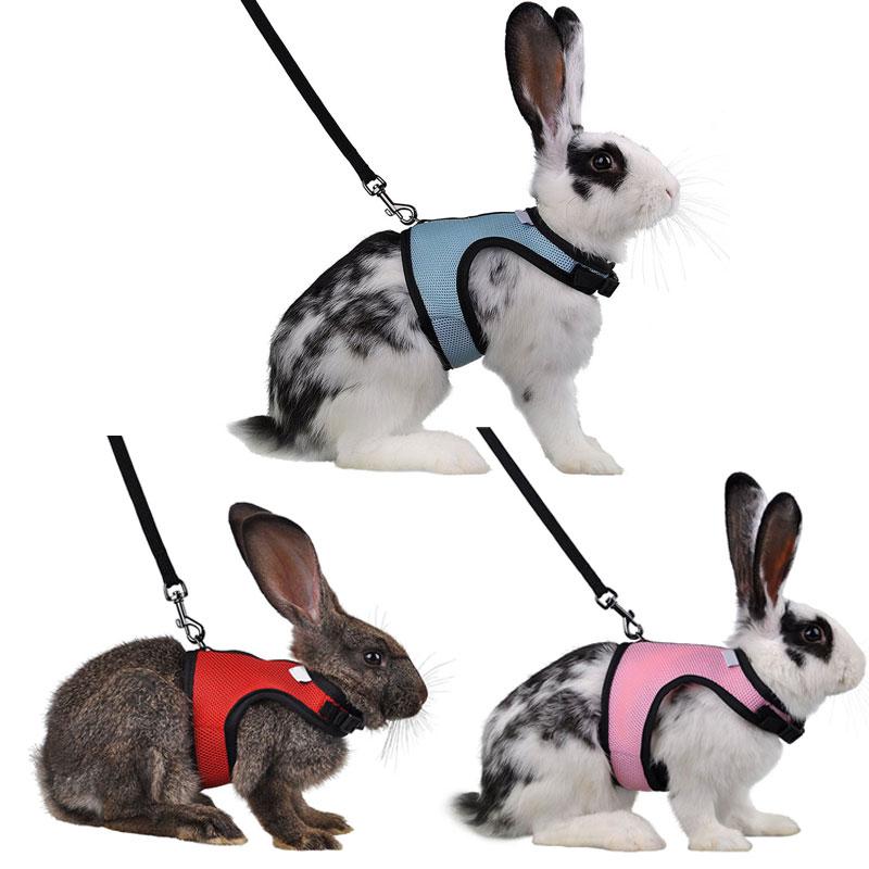 bunny harness and leash