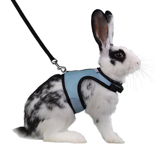 bunny leash