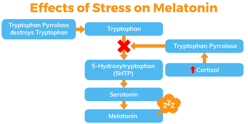 Effects of Stress on Melatonin Infographic