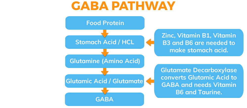 GABA Pathway Infographic