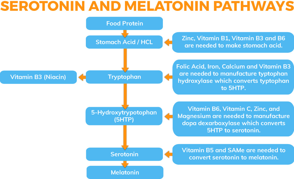 Serotonin and Melatonin Pathway Inforgraphic