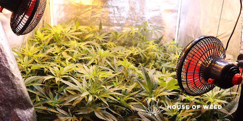 alt='' gasto luz indoor cultivo cannabis ''.jpg