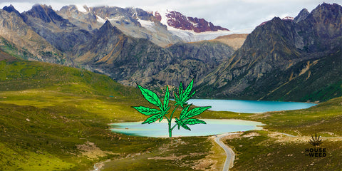 alt=''-historia-cannabis-origen-planta-meseta-tibetana-''