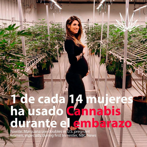 alt= '' frecuencia consumo embarazo cannabis ''.jpg