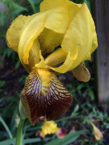 Iris (orris) roots in natural perfumery, article by Ananda Wilson, Gather perfume