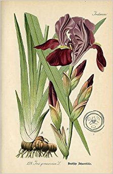 Iris botanical illustration; article orris root in natural perfumery, Ananda Wilson, Gather