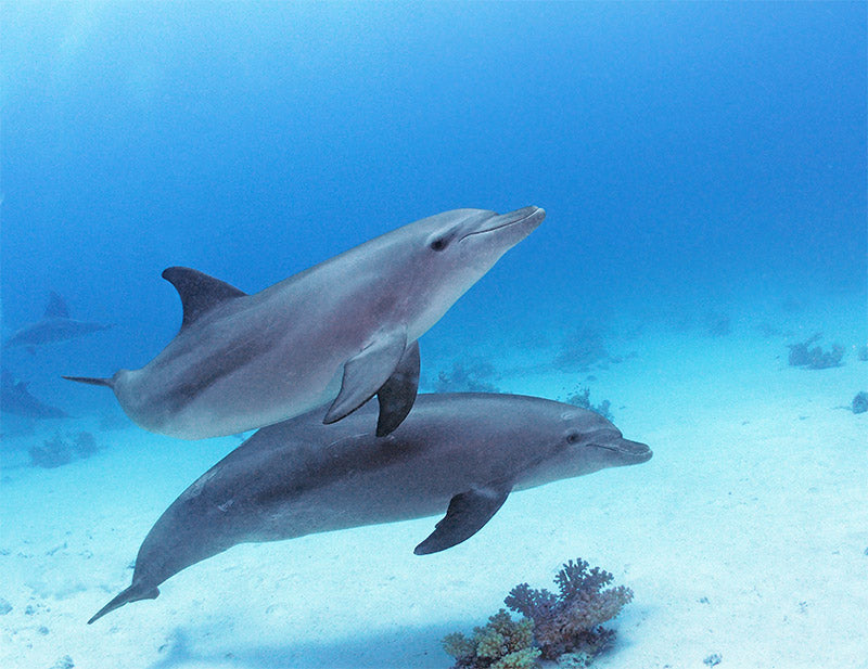Dophins at Abu Nuhas