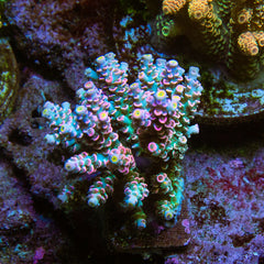 UC Leylani Tenuis