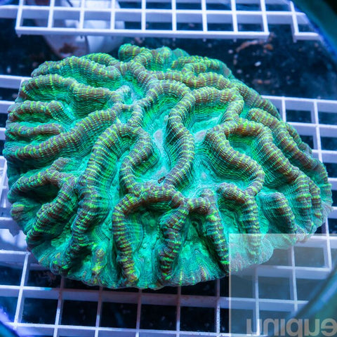 brain coral - 5" wysiwyg large specimen