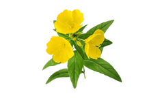 Evening Primrose Benefits