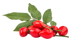 Rosehip Seed Benefits