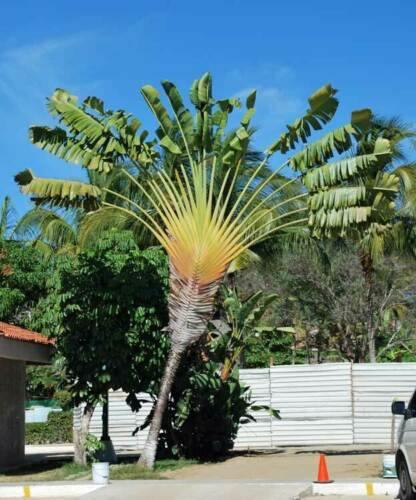 Ravenala Madagascariensis Graines Arbre du voyageur Travelers Palm seeds 10 