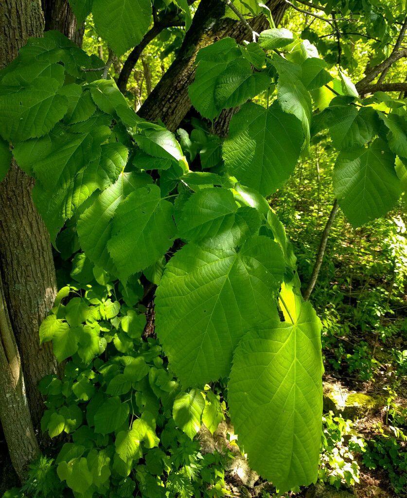 american linden tree