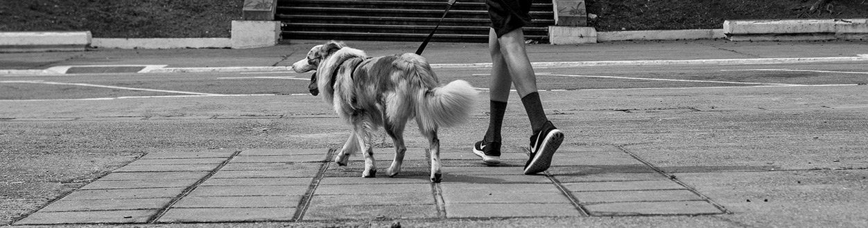 Gotham Zeedog köpek gezdirme tasması