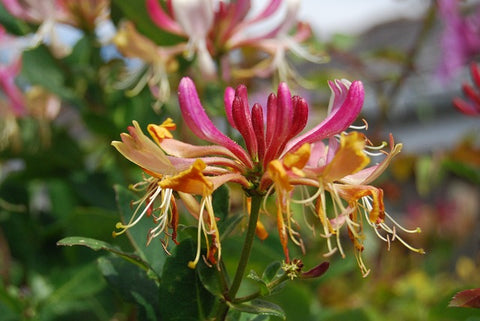 Honeysuckle is the birth flower of the month of June, a great month for birthdays.