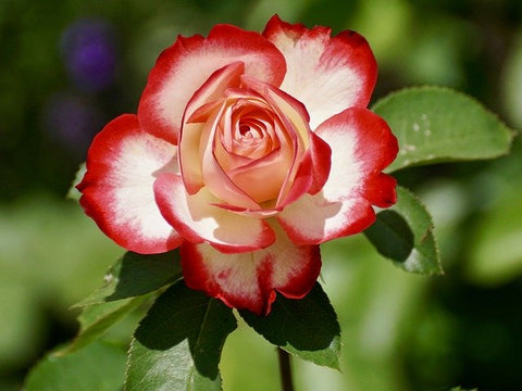 Roses are the birth flower of the month of June, a great month to celebrate birthdays with Birthday Butler