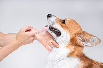 brushing a dog's teeth with human toothpaste