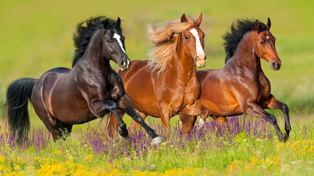 три коня в природата