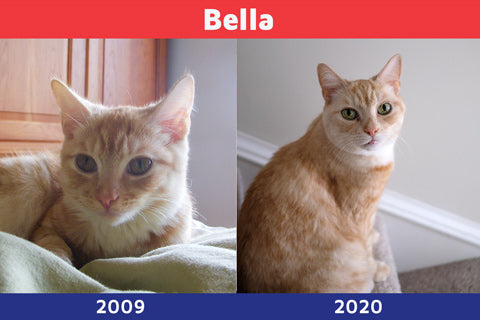 Bella as a kitten and an adult
