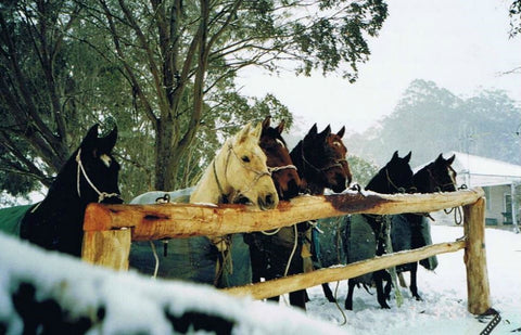 Droving through Kosciusko National Park