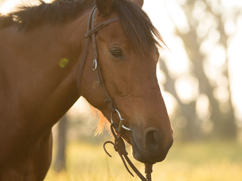 Lace Join Bridles