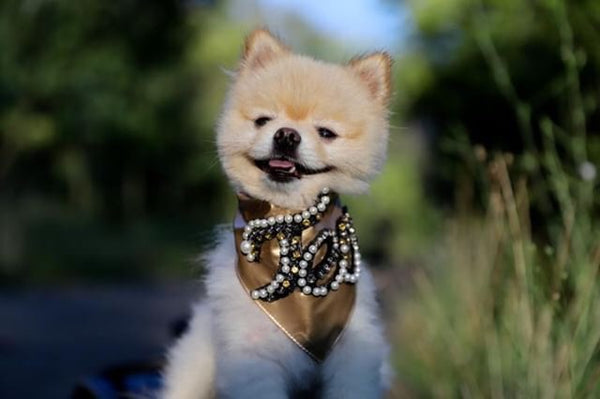 pomeranian volpino bandana for dog dog toy 