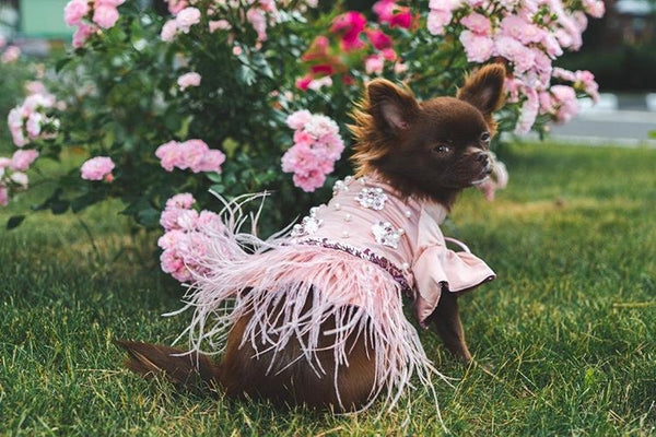 chihuahua puppies teacup chihuahua pink dress