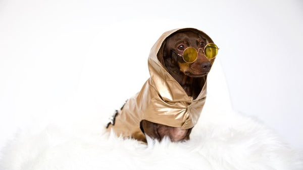 sausage dog bassotto cane dog brand fashion luxury coat gold 