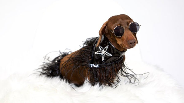sausage dog fashion for dogs best brand for sausage dog bandana sunglasses 