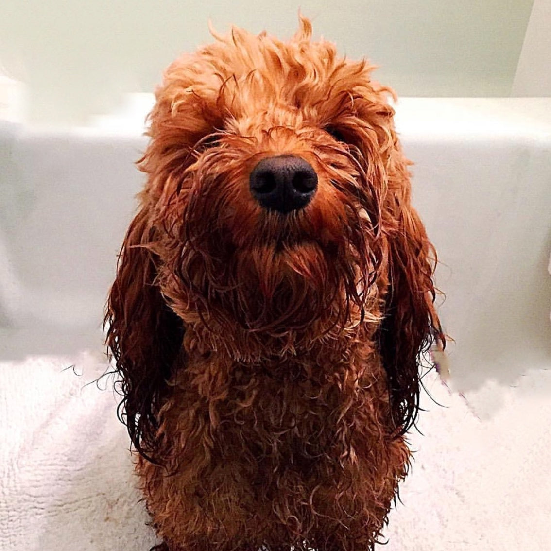 Chemical Free Essential Oil Dog Shampoo finn + me