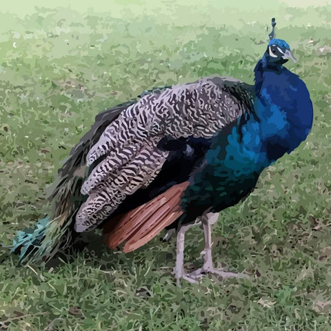 24 colors closeup peacock