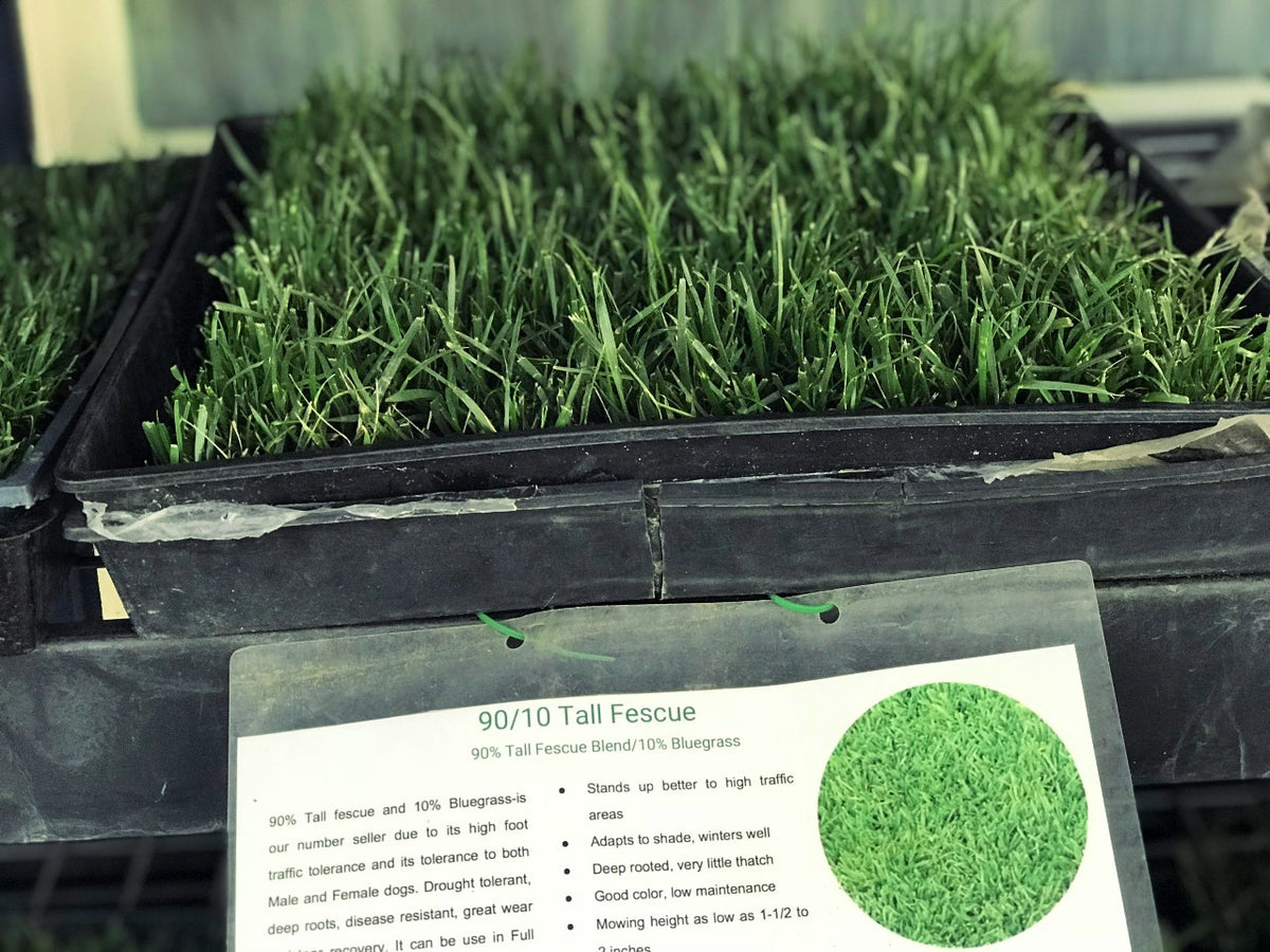 Tall Fescue Grass Seed 9010 Sod And Seed