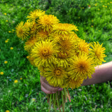 Top 6 Herbs for your Microbiome--Dandelions