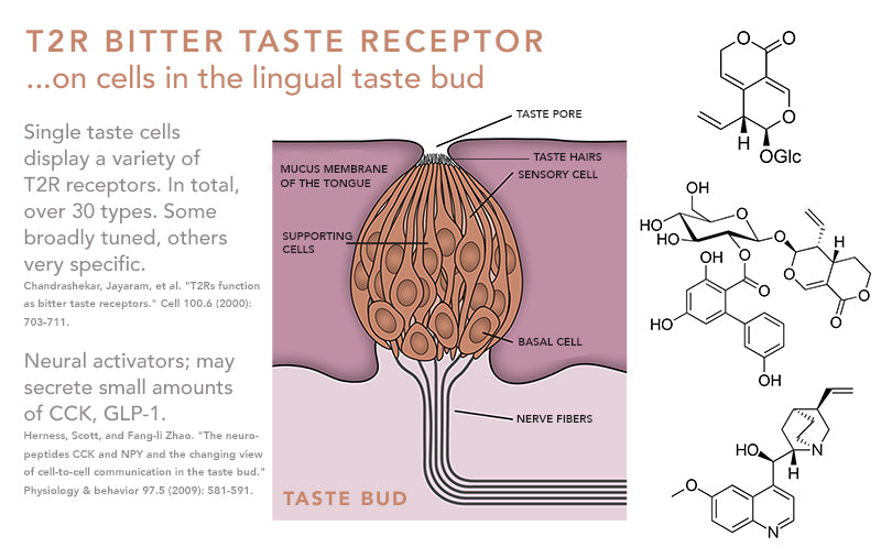 T2R Bitter Taste Receptor