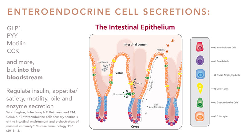 Enteroendocrine Cell Secretions