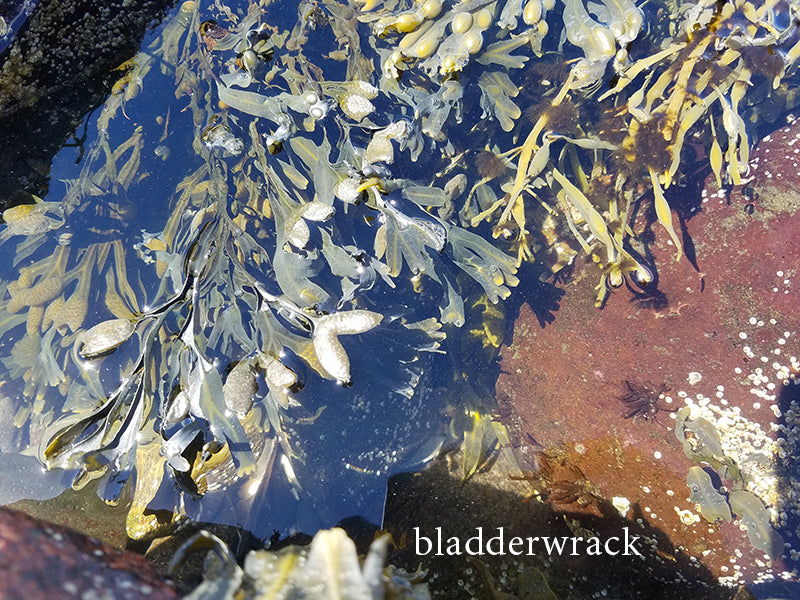 bladderwrack