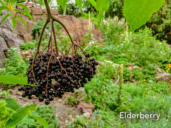 Guido Elderberry