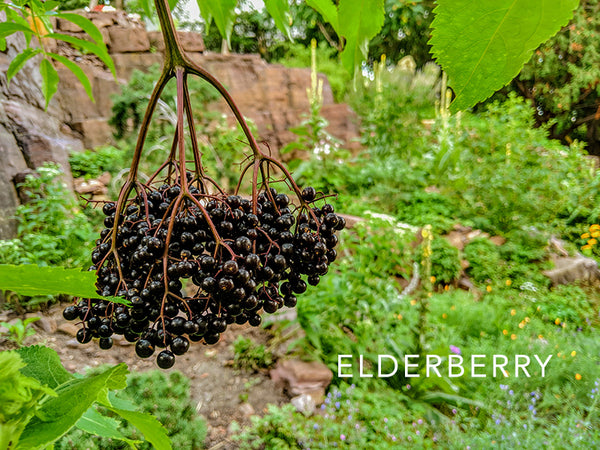 elderberry