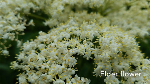 Guido Elder Flower