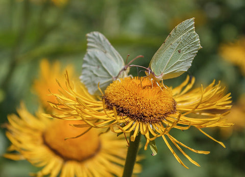 Elecampane